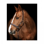 Equilibrium Stellar Headcollar / Field Safe Halter